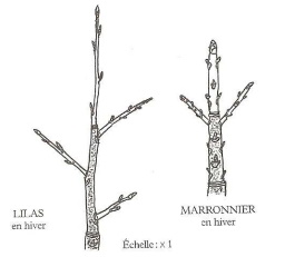 rameaux de lilas et de marronnier en hiver