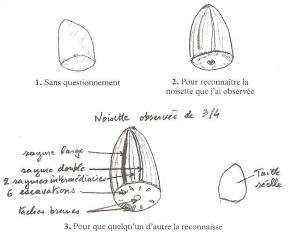 Dessinez sur la feuille la noisette que vous avez sous les yeux.